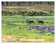 Wild deers at Baikal Taiga 
